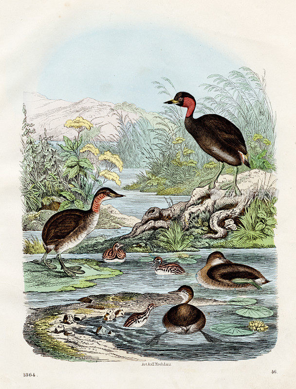 水鸟:斑嘴灰鹭，小灰鹭，红颈灰鹭-稀有版1864 -手工着色原件